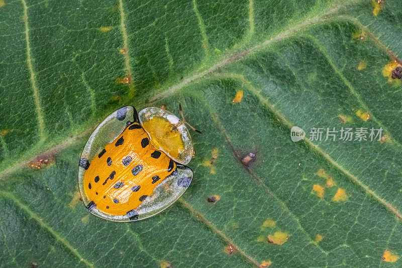 斑龟甲虫，(Aspidimorpha miliaris)，龟壳，金龟科。